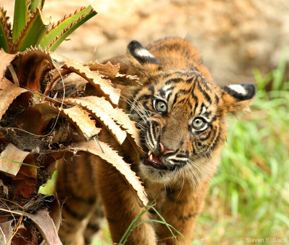 Teething Tiger