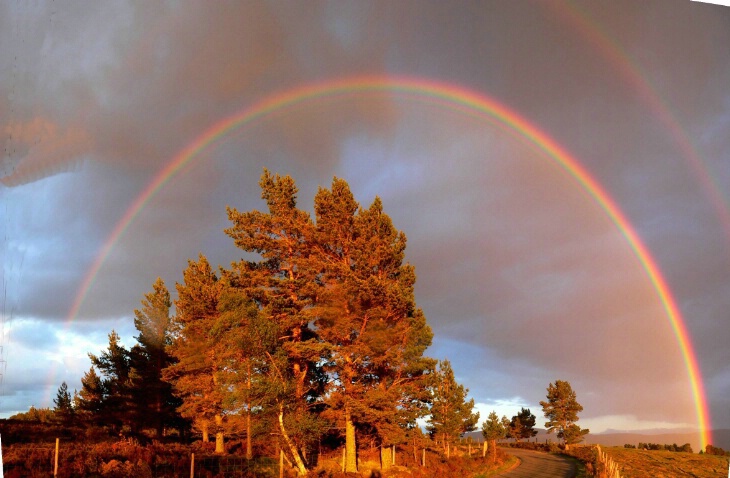 Rainbow Tree Scotland