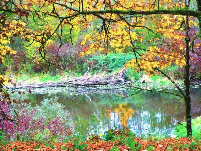 Fall On The Pond
