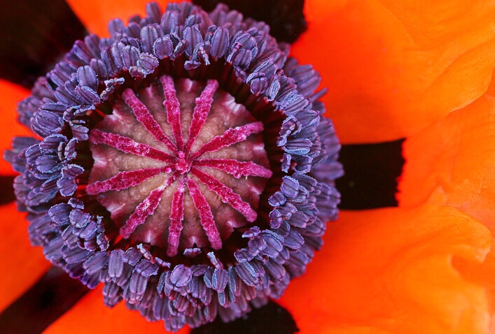 Poppy Patterns - ID: 4858420 © Janine Russell