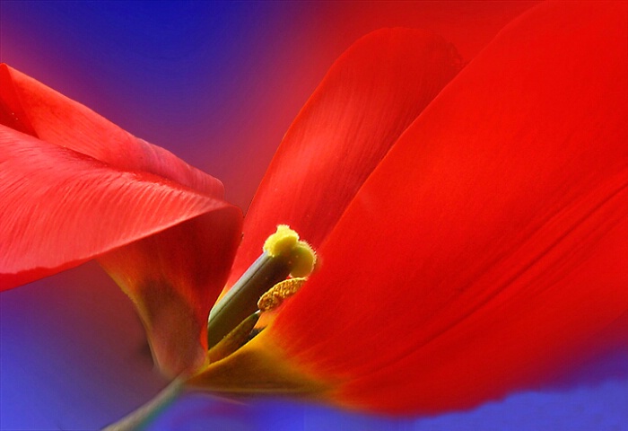 Red Tulip