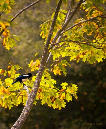 The Colors Of Fall