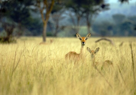 The watchers