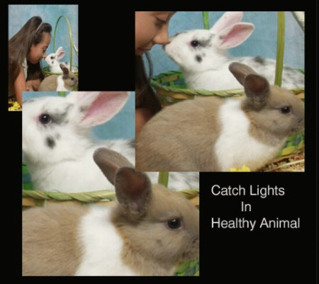 Catch Lights in a Healthy Animals Eye.