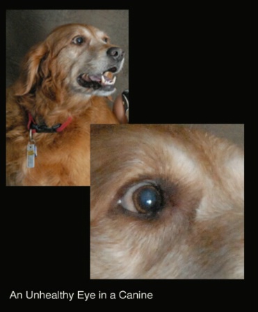 Catch Lights in a Unhealthy Eye of a Canine