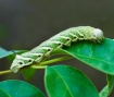 Caterpillar brunc...
