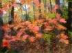 Falling Leaves