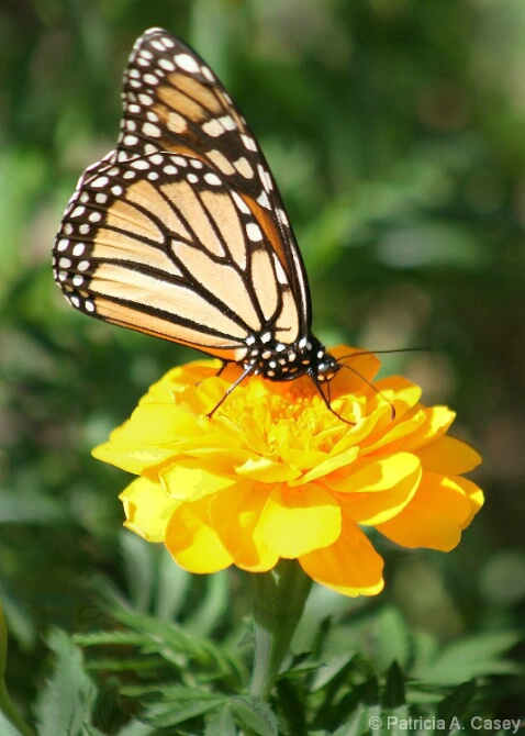 Monarch II: Desert Botanical Gardens - ID: 4863500 © Patricia A. Casey