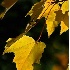 © Greg Lessard PhotoID# 4865140: Golden Maple Leaves