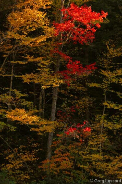 Gold and Red - ID: 4865151 © Greg Lessard