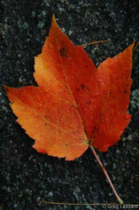Red Maple on Black Granite - ID: 4865152 © Greg Lessard