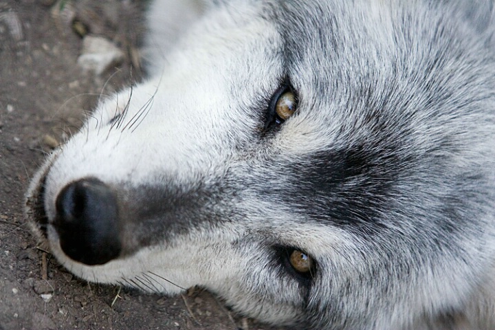 Gray Wolf