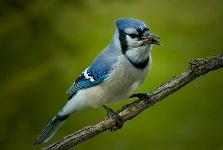 Blue Jay