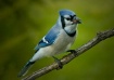 Blue Jay