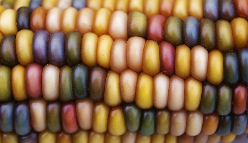 Indian Corn