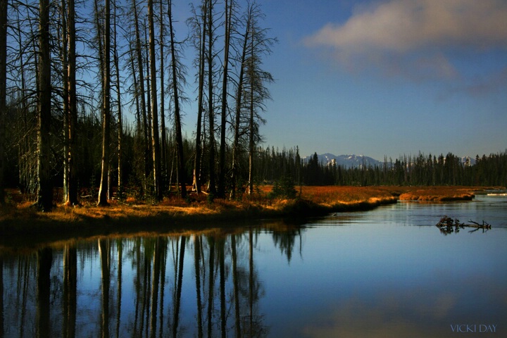 Burnt Pines ~ Yellowstone National Park