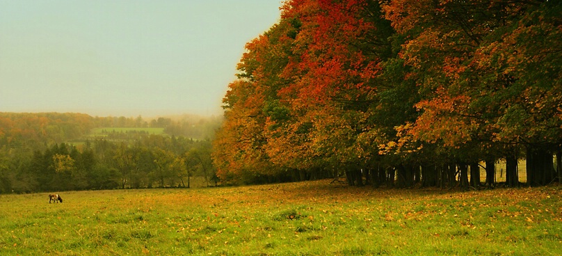 Autumn on the Farm