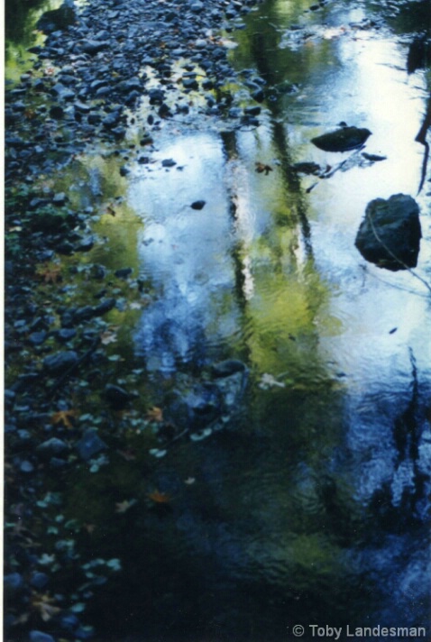 Muir Woods Reflection - ID: 4869873 © Toby Landesman