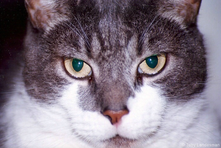 Terry's Cat - ID: 4870012 © Toby Landesman