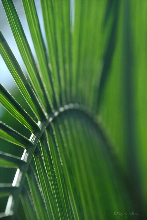 Palm Leaf - ID: 4871314 © Sherry Karr Adkins