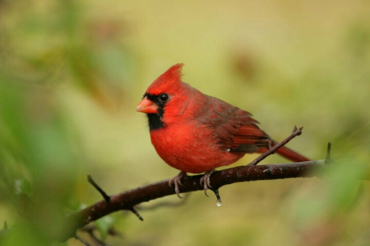 Early Autumn Cardinal