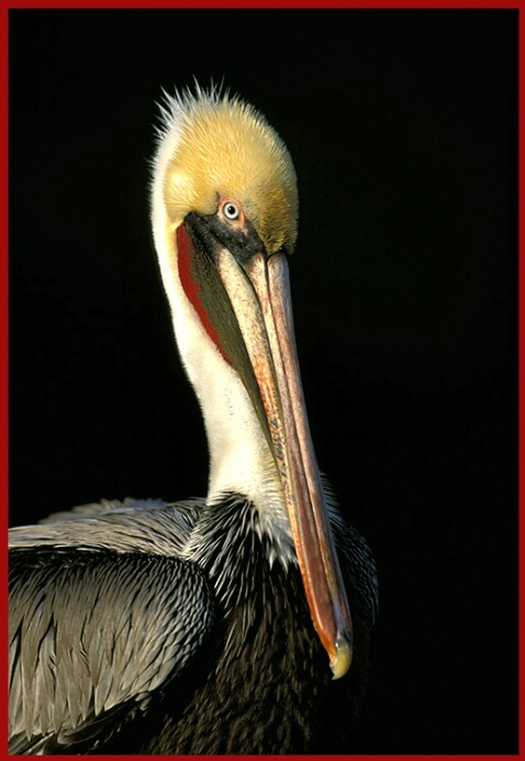 Brown Pelican - ID: 4871898 © Averie C. Giles