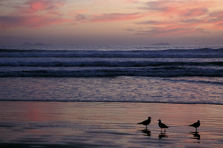 Sunset Waders - ID: 4872268 © Averie C. Giles
