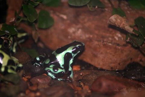 Poison Dart Frogg                                 