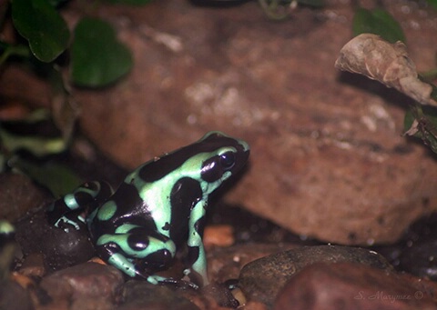 Poison Dart Frogg II                              