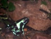 Poison Dart Frogg...