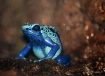 Blue Tree Frogg  ...