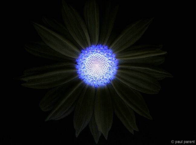 The Infrared Flower - ID: 4875344 © paul parent