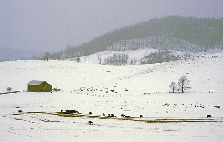 Renick Valley Farm - ID: 4876395 © Averie C. Giles