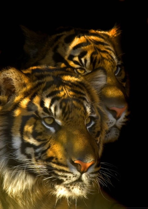 Brothers Tigre