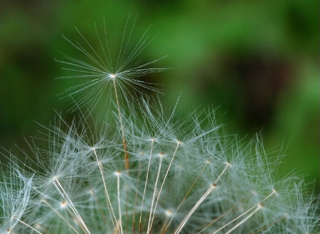 Dandelion World 2