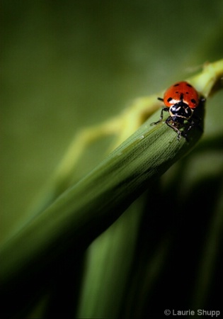 The Descent