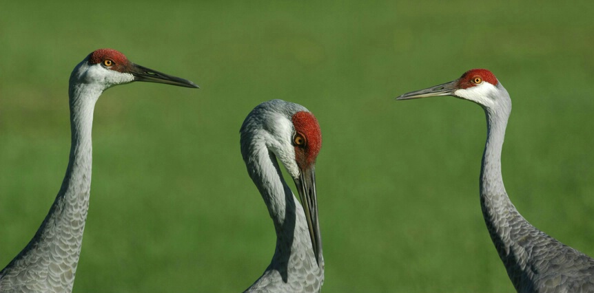 Sandhill cranes - ID: 4879540 © Michael Cenci
