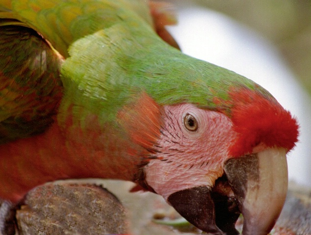 Parrot in Mexico.