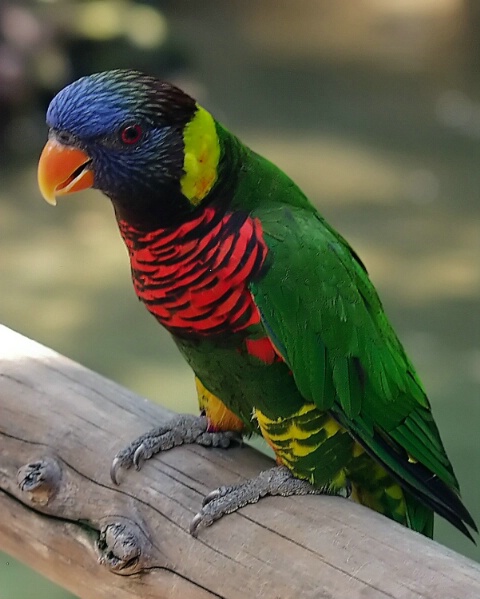 Lorikeet in San Diego Zoo - ID: 4879631 © Eleanore J. Hilferty