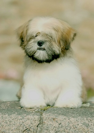 cute puppy #2