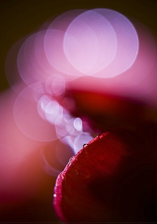 red_flower_and_water_drops