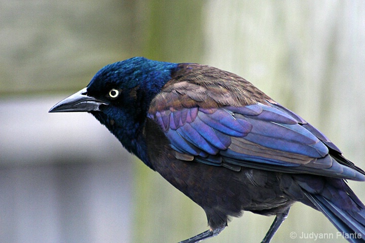 Grackle