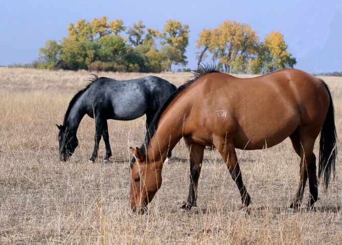 Autumn is for grazing