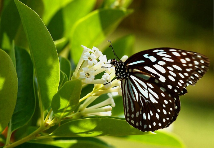 Butterfly in Morning Light - ID: 4889780 © VISHVAJIT JUIKAR