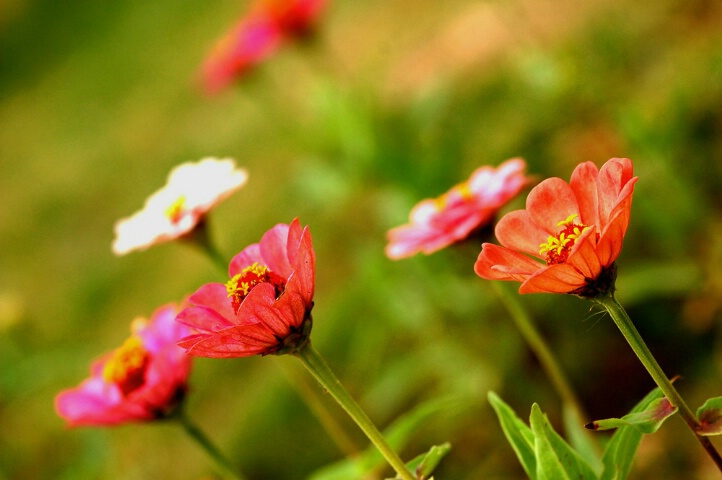 Gerbera Garden