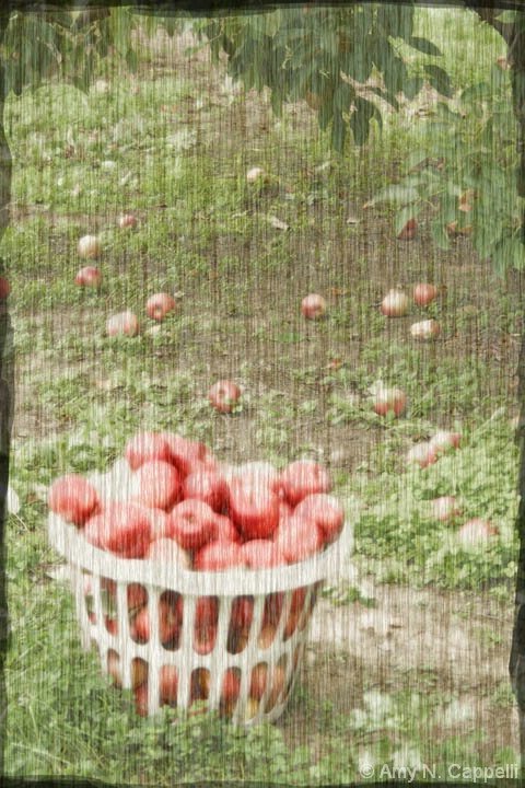 apple basket