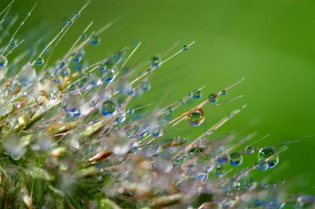 Glistening Dew Drops 