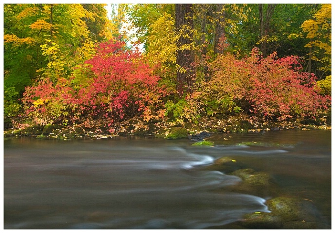 Creek Near Trout Lake Washington