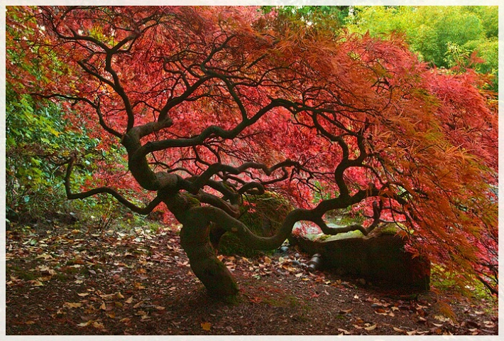 Touch Of Red - Olympia Japanese Gardens