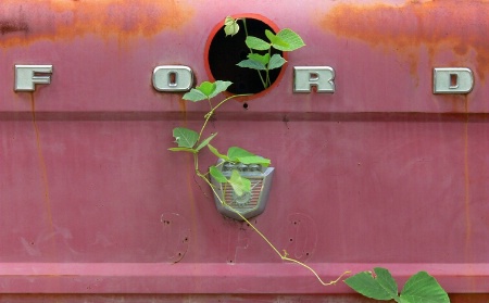 The Vine